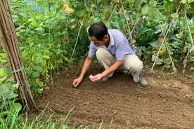 京郊租地种菜蔚然成风 专家称后续市场空间存疑图片
