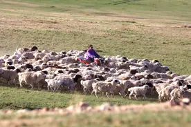 巡边互助 造福草原——中国北疆边境牧民的小康生活图片