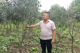 漯河：14年老兵初心不改，120亩苗圃荫泽乡亲图片