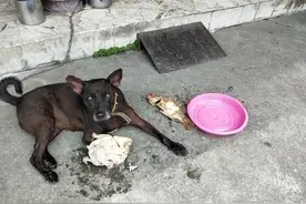 小黑叼全鸡＋鱼肉趴地伸舌！　网见熟悉粉盘吓坏：阿祖在瞪你图片