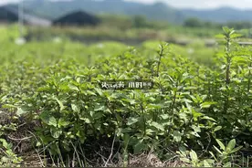 香槟、凤梨、薰衣草、葡萄柚……夏日薄荷的味道很有想象力，用处也多到你想不到图片