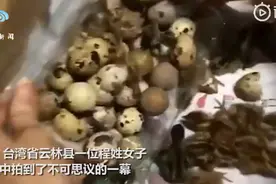 女子买鹌鹑蛋忘记煮孵出一窝鹌鹑，网友灵魂拷问：赚了还是亏了？图片