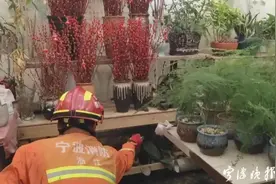 狗狗狂吠报警！宁波一商铺惊现剧毒蛇！小心，最近蛇伤高发图片