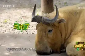 热热热热热！动物解暑秘籍都有啥？《动物来啦》为您大揭秘→图片