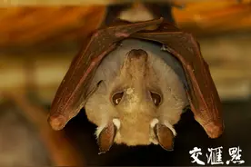 不慎被蝙蝠咬伤怎么办？医生提醒：请及时接种狂犬疫苗图片