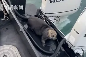 海獭为躲虎鲸捕食4次跳上船 最后干脆不走了图片