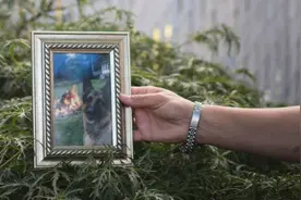美国首例感染新冠宠物狗死亡，被主人传染出现呼吸困难症状图片