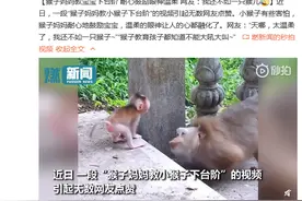 猴子妈妈教宝宝下台阶 耐心鼓励眼神温柔 网友：我还不如一只猴儿图片
