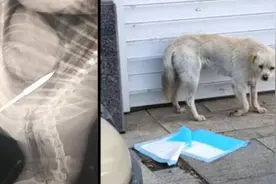 长春一流浪狗遭弓箭穿体，伤害者难以找到视频封面