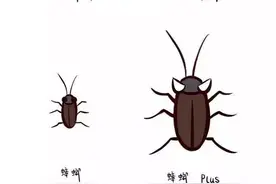 断了头也能活一周以上！蟑螂何止是“小”强图片