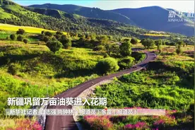 新疆巩留万亩油葵进入花期视频封面