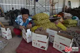 河北石家庄栾城区彩色土豆喜丰收图片