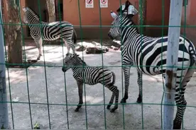 出生就有1米高 新浦公园斑马宝宝吸引大批市民图片