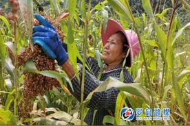 罗甸沫阳镇安阳村：红高粱喜丰收 村民日子越过越红火图片
