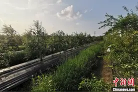 河南淅川：小石榴种出大产业图片