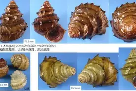 螺蛳变成保护动物，以后还能不能愉快地嗦粉了？图片