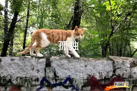 高清组图｜灰灰和黄黄的“猫村”爱情故事图片