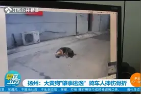 大黄狗撞上电动车“肇事逃逸”，民警反复看监控找到狗主人图片