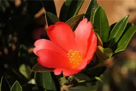 野外植株不过千“极危种”杜鹃红山茶“植物界大熊猫”悄现森林公园图片