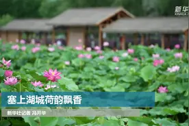 塞上湖城荷韵飘香视频封面