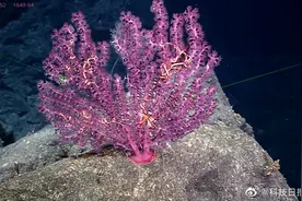 中科院海洋所命名5个深海生物新物种图片