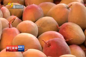 「丽江热线」华坪优质晚熟芒果开始上市视频封面