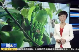 上海：荔枝芒果现摘现吃  本土“热带雨林”丰产视频封面