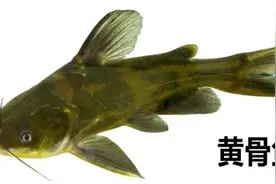 男子险被截肢，凶手竟是一条鱼！只因忽视了这个细节……图片