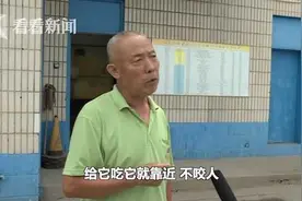 自己赚狗粮？德牧出走“应聘”保安，被民警“劝”回图片
