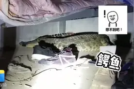 吓人！家中床下突现1米多长鳄鱼，与动物园工作人员“恶斗”后被捕图片