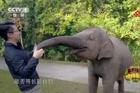 亚洲象可以用鼻子卷起黄豆吗？今天18点档，《动物来啦》为你揭秘图片
