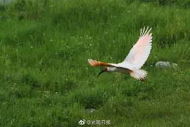 8月到洋县看朱鹮图片
