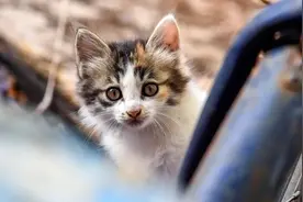 你给流浪猫猫的爱，带来的是不是互相伤害？图片