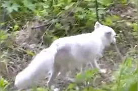 青岛崂山惊现大量北极狐、银黑狐出没！大多很虚弱，有的断腿，有的缺块耳朵……图片