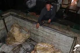 涉案2000余吨！威海海警局查处一起特大非法捕捞水产品案图片