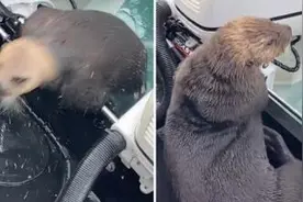 生死时刻！海獭为逃避虎鲸追杀跳上船尾逃生图片