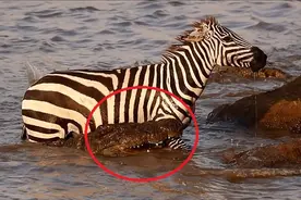 肯尼亚一只斑马过河时被鳄鱼咬住腿 奋力挣扎终逃脱图片