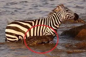 肯尼亚一斑马过河时被鳄鱼咬住腿 奋力挣扎终逃脱图片