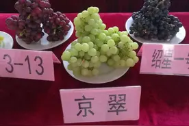 葡萄长刺、长疙瘩有毒？都是长得太快惹的“祸”！专家：检测合格，可以放心吃图片