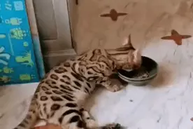 陆毅晒爱猫，不经意露富了图片