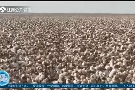 澳大利亚：科学家通过基因技术培育“超级棉花”，或可改变颜色视频封面