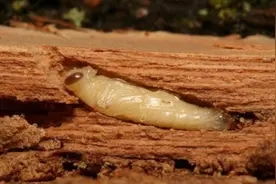 ​300万只肿腿蜂“护卫”海岸带松林 高新区生物防治病虫害防治松墨天牛成效显著图片