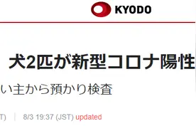日媒：日本两只狗新冠检测呈阳性，系日本国内首次有宠物确诊图片