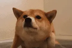 太有爱！深圳一狗狗会做算术、买东西，还监督萌娃看电视吃饭图片