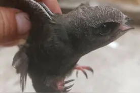 楼燕雏鸟骨折 恢复后将放回自然图片