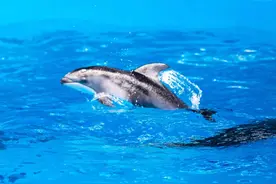 华东首例自主繁育太平洋短吻海豚海满月啦！快带上自家“小神兽”来海昌海洋公园狂欢图片