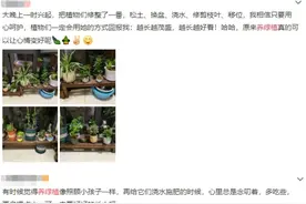 养绿植啦！这些植物不仅自带“喜气”，还非常好“养活”图片