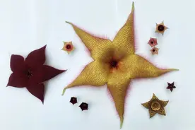 植物界的“星星”家族来了！部分在上海植物园内有展出图片