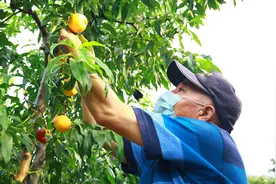 从树尖到舌尖 平谷大桃可“朝摘夕至”图片