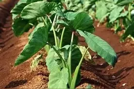 客家人都爱吃的酸芋荷，你有多久没吃了？图片